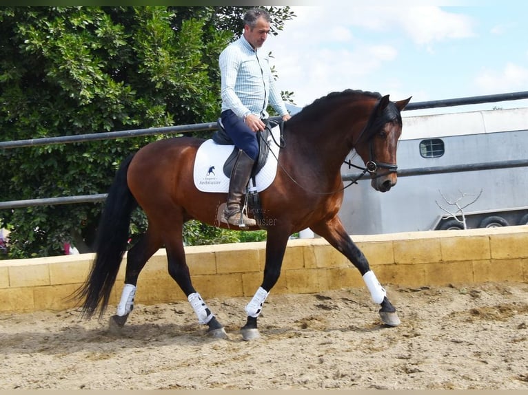 PRE Hengst 5 Jaar 166 cm Bruin in Provinz Malaga