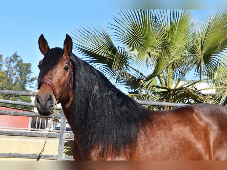 PRE Hengst 5 Jaar 166 cm Bruin in Provinz Malaga