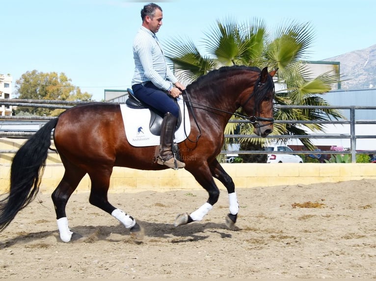 PRE Hengst 5 Jaar 166 cm Bruin in Provinz Malaga