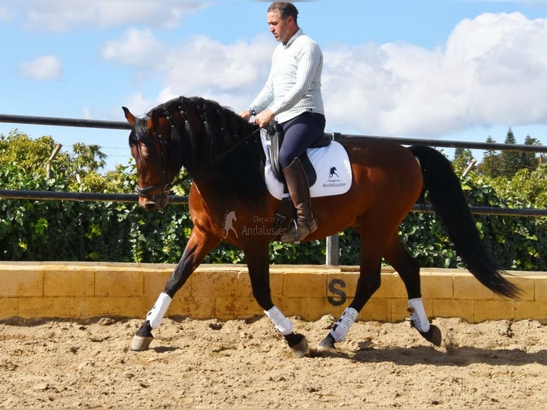 PRE Hengst 5 Jaar 166 cm Bruin in Provinz Malaga