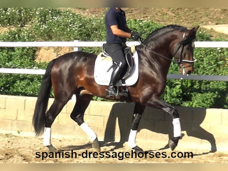 PRE Mix Hengst 5 Jaar 166 cm Bruin in Barcelona