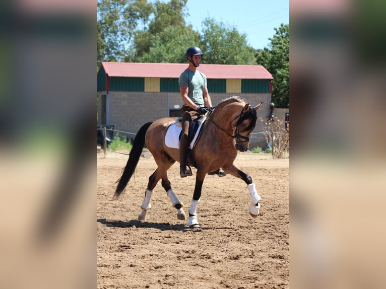 PRE Mix Hengst 5 Jaar 166 cm Falbe in Merida