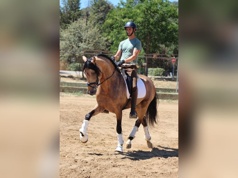 PRE Mix Hengst 5 Jaar 166 cm Falbe in Merida