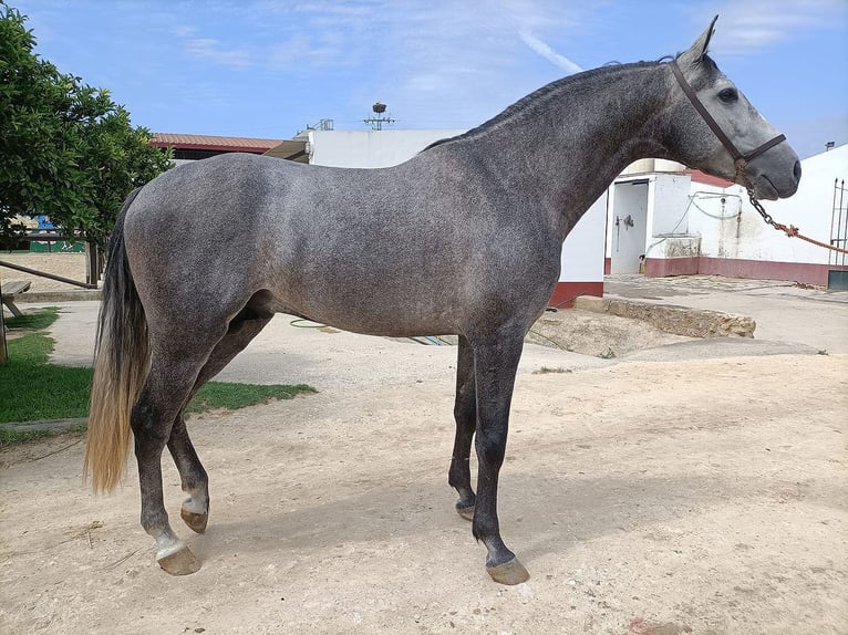 PRE Mix Hengst 5 Jaar 166 cm Schimmel in Huelva