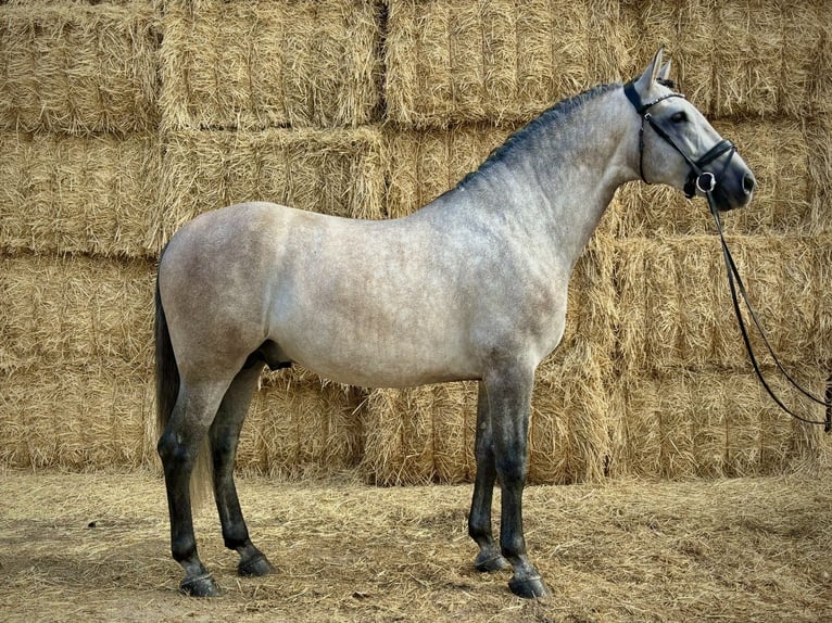 PRE Mix Hengst 5 Jaar 166 cm Vliegenschimmel in San Lorenzo De El Escorial