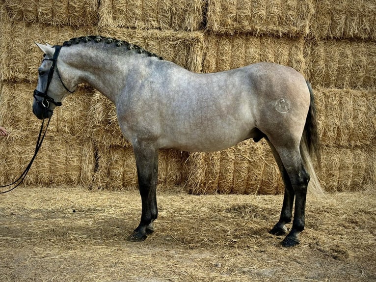 PRE Mix Hengst 5 Jaar 166 cm Vliegenschimmel in San Lorenzo De El Escorial