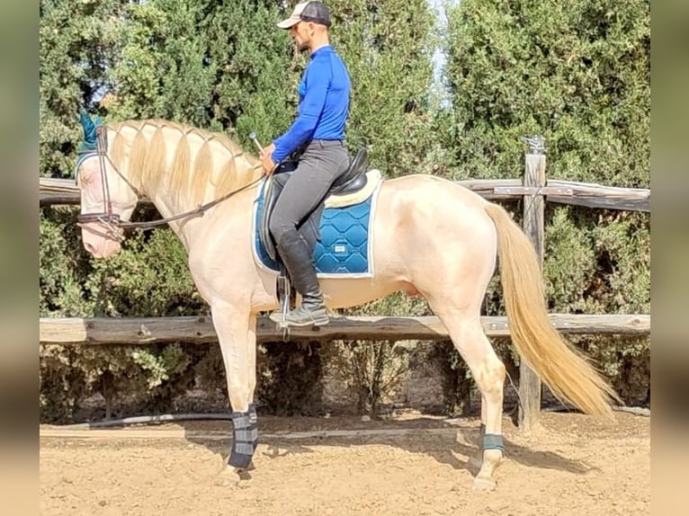 PRE Hengst 5 Jaar 166 cm Vos in Yunquera De Henares