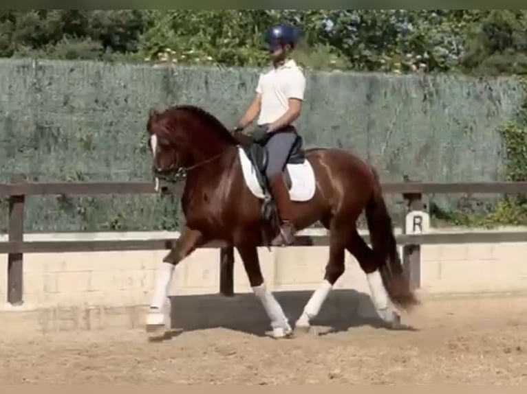 PRE Mix Hengst 5 Jaar 166 cm Vos in Santa Perpetua de Mogoda