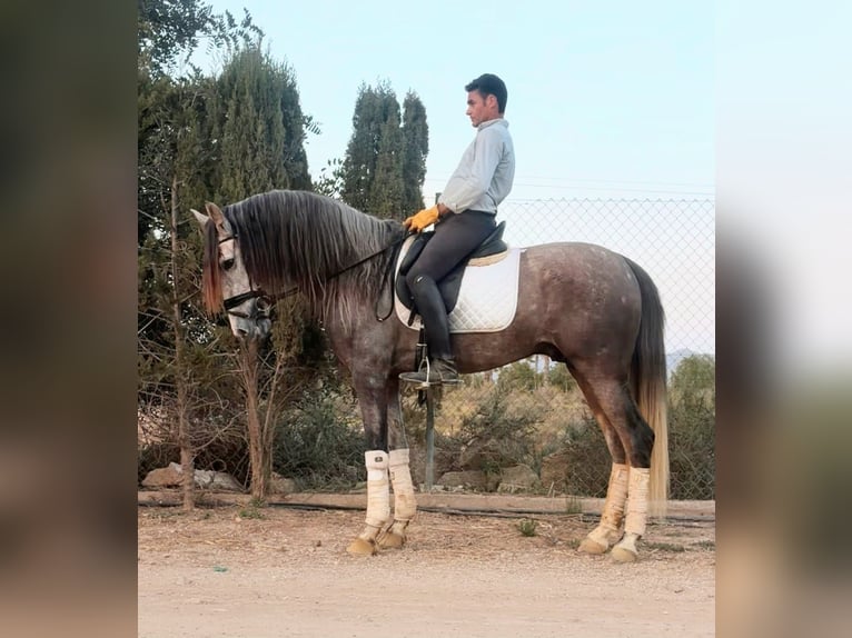 PRE Hengst 5 Jaar 167 cm Appelschimmel in Murcia