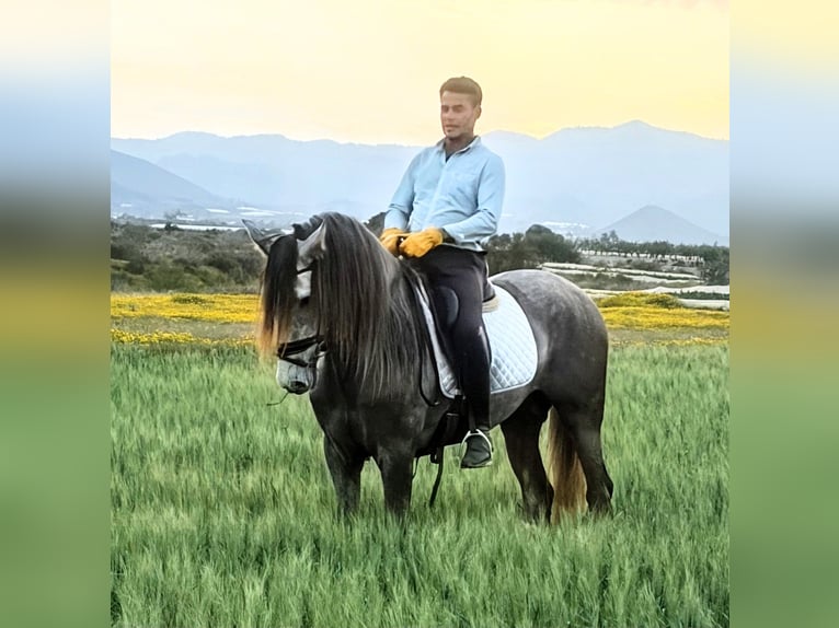 PRE Hengst 5 Jaar 167 cm Appelschimmel in Murcia