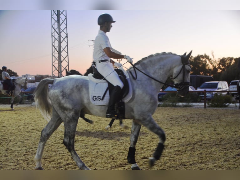 PRE Hengst 5 Jaar 167 cm Appelschimmel in Vejer de la Frontera