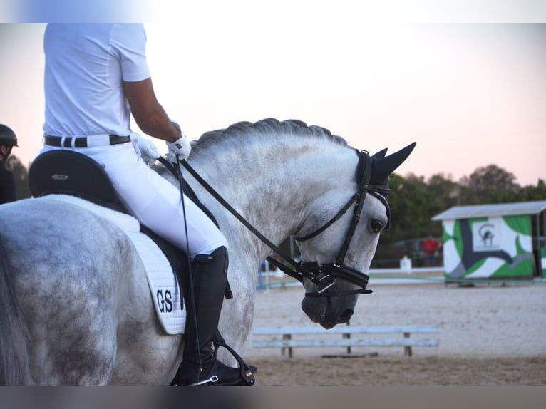 PRE Hengst 5 Jaar 167 cm Appelschimmel in Vejer de la Frontera