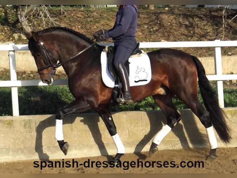 PRE Mix Hengst 5 Jaar 167 cm Bruin in Barcelona