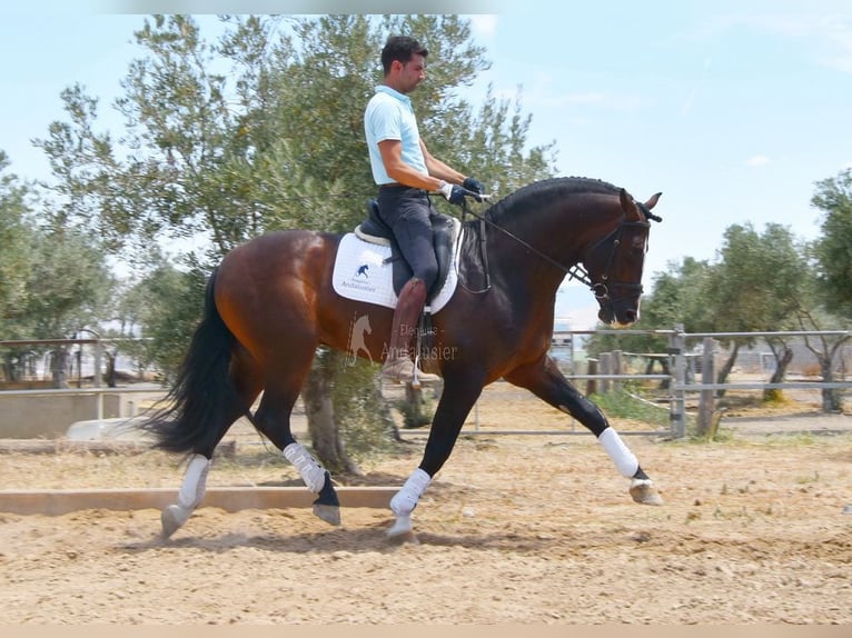 PRE Hengst 5 Jaar 167 cm in Provinz Granada