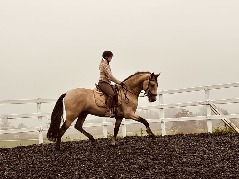 PRE Hengst 5 Jaar 167 cm Falbe in Sigmarszell