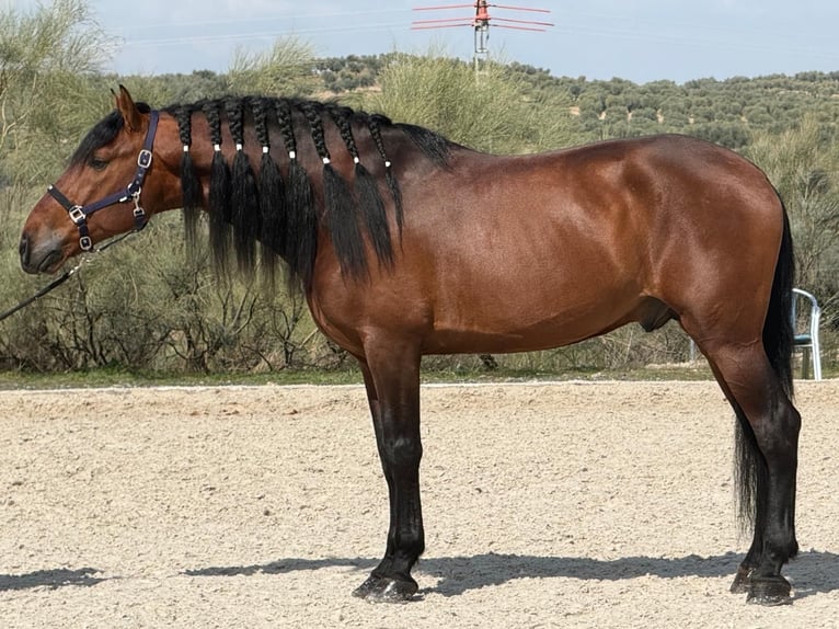 PRE Hengst 5 Jaar 167 cm Roodbruin in Toledo