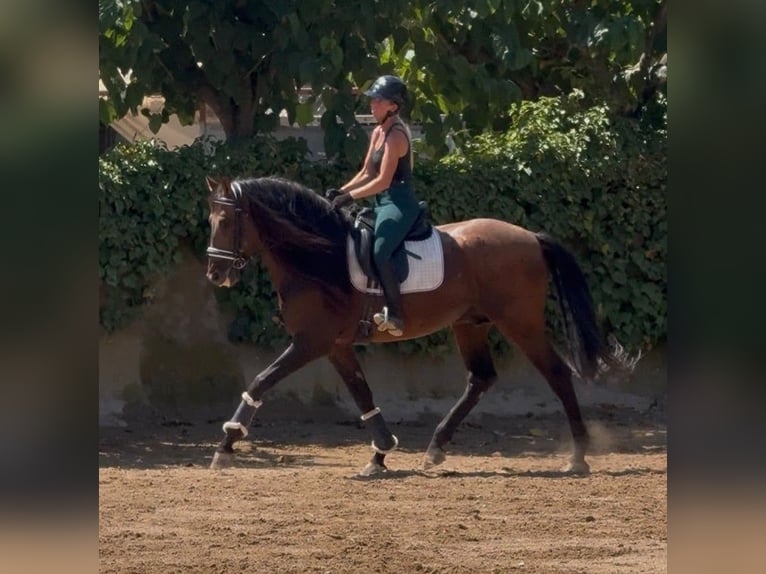 PRE Hengst 5 Jaar 167 cm Roodbruin in Granollers