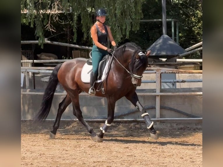 PRE Hengst 5 Jaar 167 cm Roodbruin in Granollers