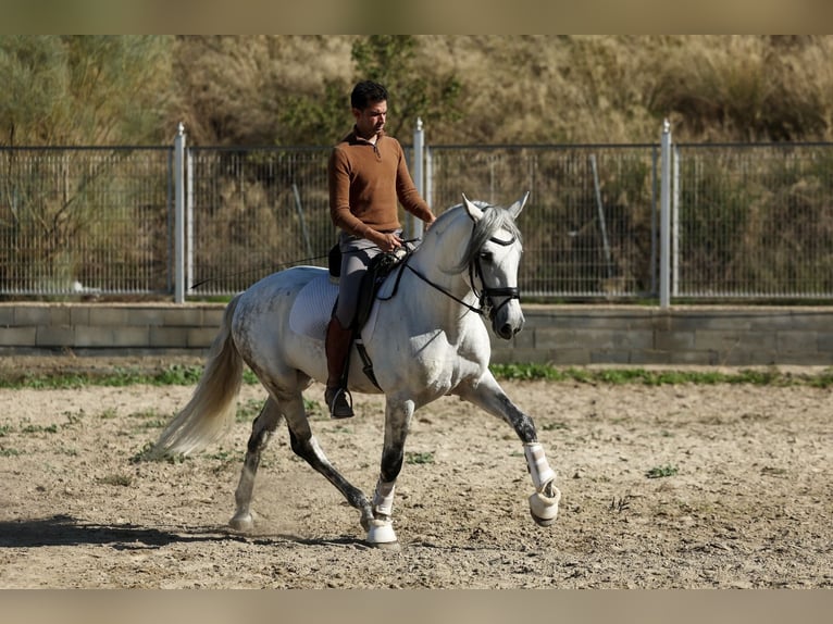 PRE Mix Hengst 5 Jaar 167 cm Schimmel in Armilla