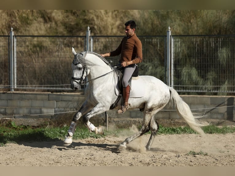 PRE Mix Hengst 5 Jaar 167 cm Schimmel in Armilla