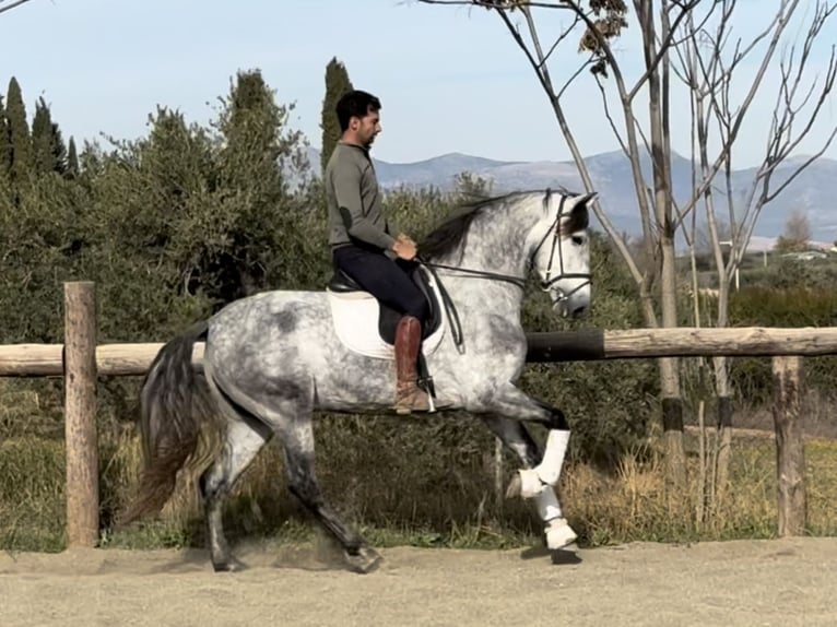 PRE Mix Hengst 5 Jaar 167 cm Schimmel in Coín, Malaga