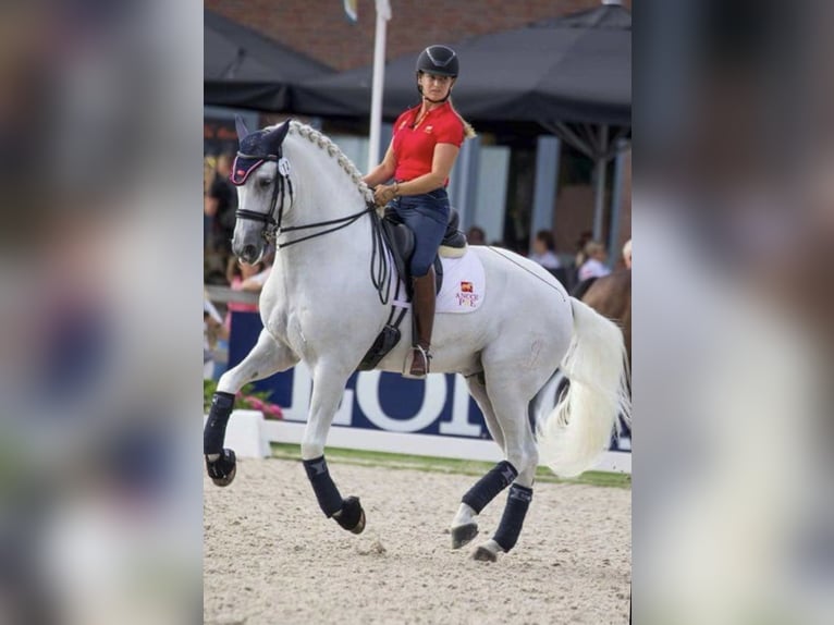 PRE Mix Hengst 5 Jaar 167 cm Schimmel in Fuentes De Andalucia