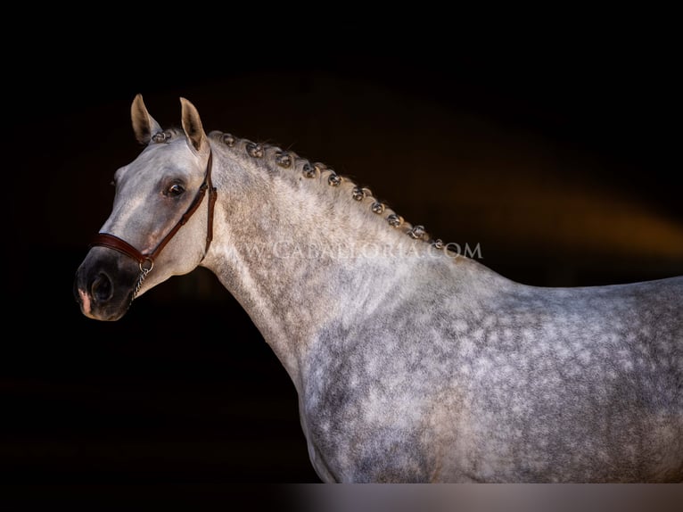 PRE Hengst 5 Jaar 167 cm Schimmel in Rafelguaraf