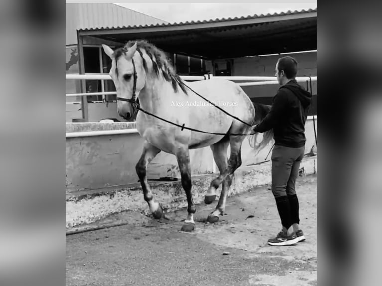 PRE Mix Hengst 5 Jaar 167 cm Schimmel in Sevilla