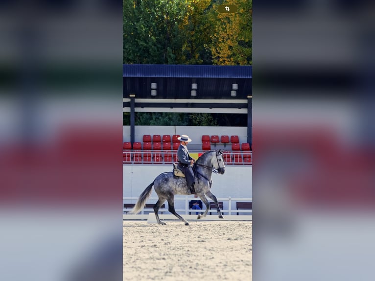 PRE Mix Hengst 5 Jaar 167 cm Schimmel in Ciudad Rodrigo