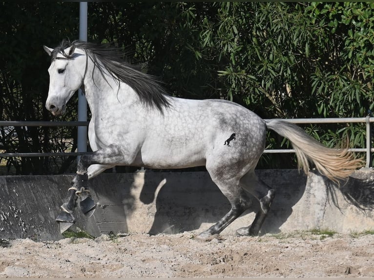PRE Mix Hengst 5 Jaar 167 cm Schimmel in Mallorca