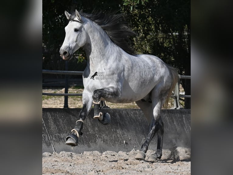 PRE Mix Hengst 5 Jaar 167 cm Schimmel in Mallorca