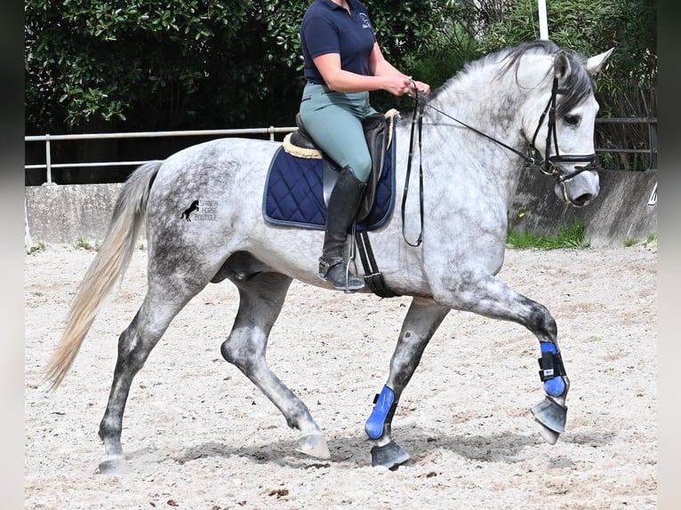 PRE Mix Hengst 5 Jaar 167 cm Schimmel in Mallorca