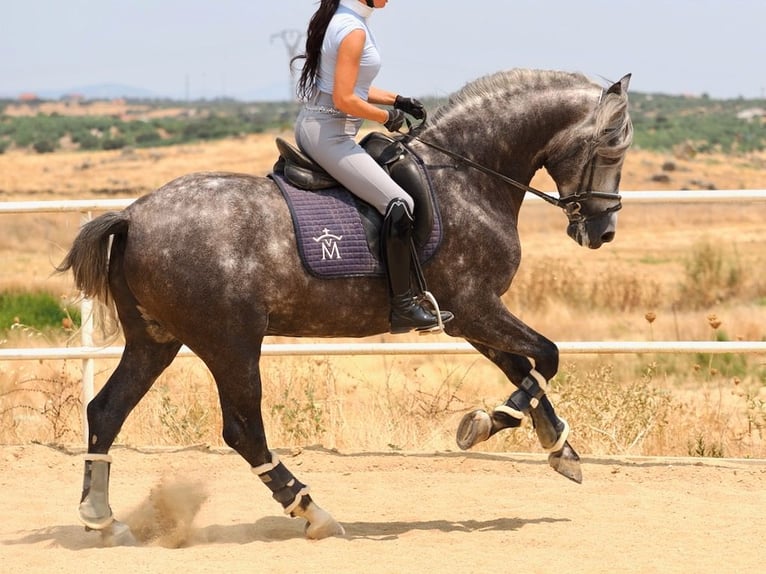 PRE Mix Hengst 5 Jaar 167 cm Schimmel in Navas Del Madro&#xF1;o