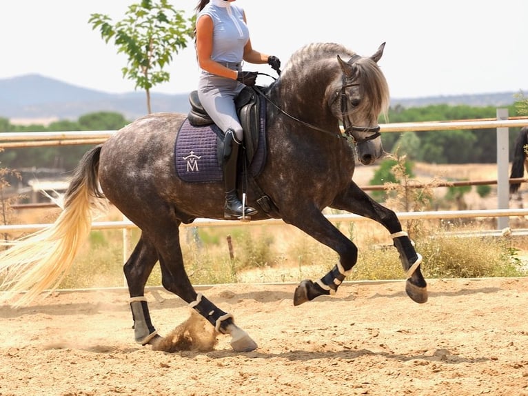 PRE Mix Hengst 5 Jaar 167 cm Schimmel in Navas Del Madro&#xF1;o