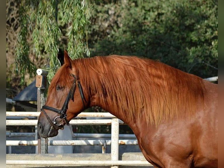 PRE Mix Hengst 5 Jaar 167 cm Vos in Beauvechain