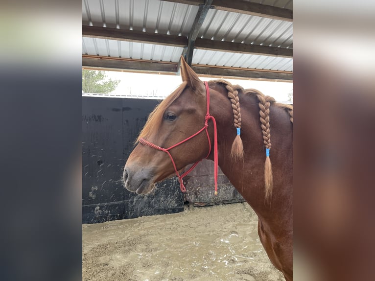 PRE Mix Hengst 5 Jaar 167 cm Vos in Beauvechain