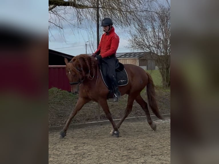 PRE Mix Hengst 5 Jaar 167 cm Vos in Beauvechain