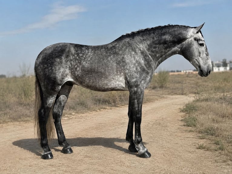 PRE Mix Hengst 5 Jaar 168 cm Appelschimmel in Cañada De San Pedro