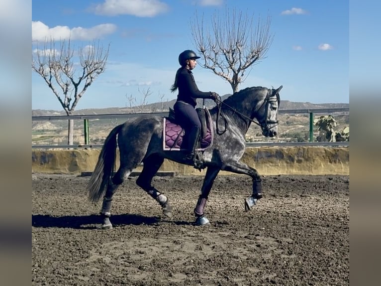 PRE Mix Hengst 5 Jaar 168 cm Appelschimmel in Cañada De San Pedro