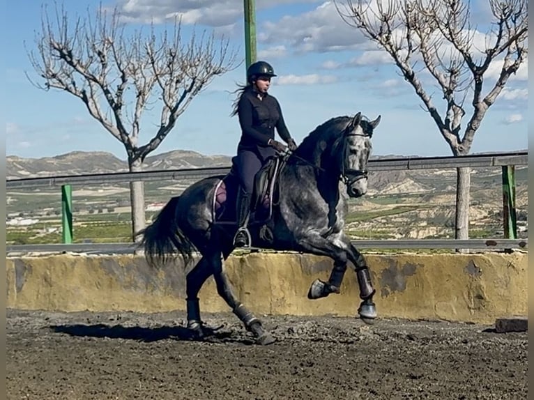 PRE Mix Hengst 5 Jaar 168 cm Appelschimmel in Cañada De San Pedro