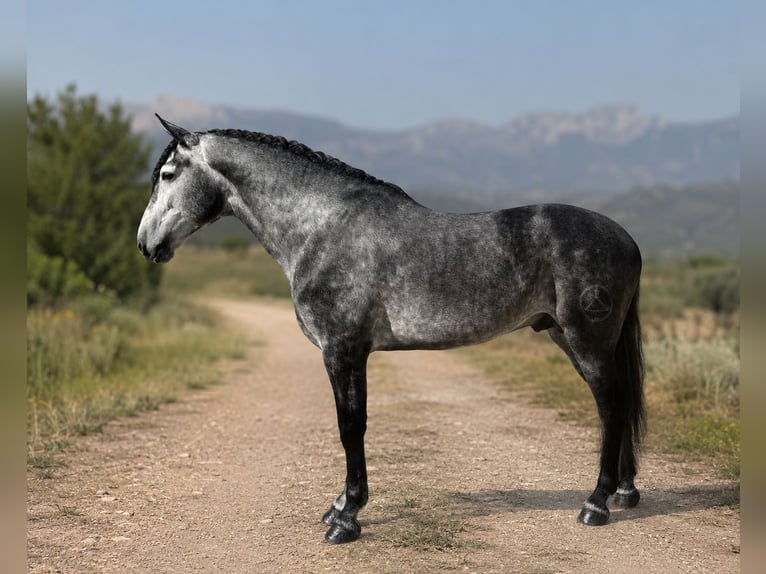 PRE Mix Hengst 5 Jaar 168 cm Appelschimmel in Cañada De San Pedro