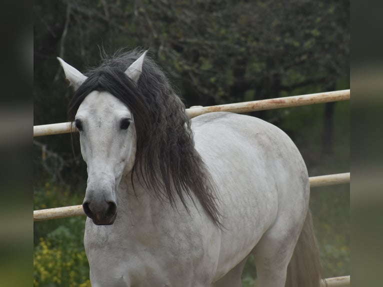 PRE Hengst 5 Jaar 168 cm Appelschimmel in El Real de la Jara, Sevilla