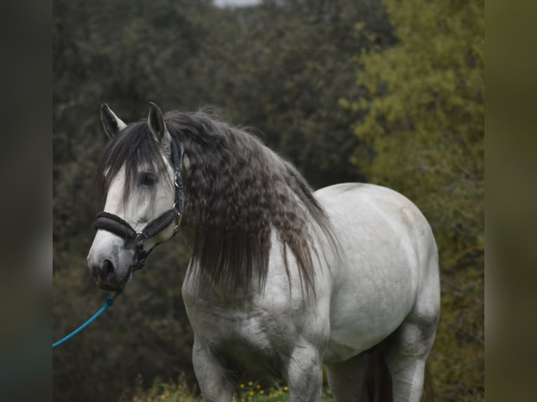 PRE Hengst 5 Jaar 168 cm Appelschimmel in El Real de la Jara, Sevilla