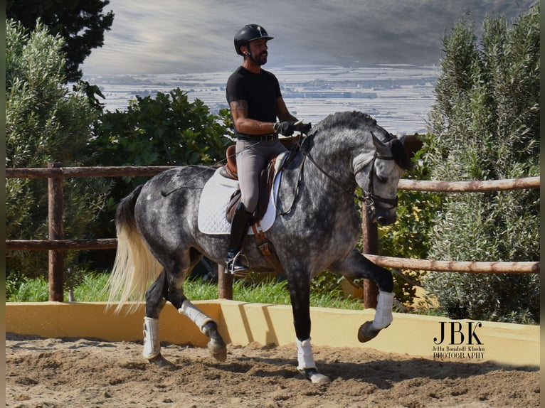 PRE Mix Hengst 5 Jaar 168 cm Appelschimmel in Tabernas Almeria