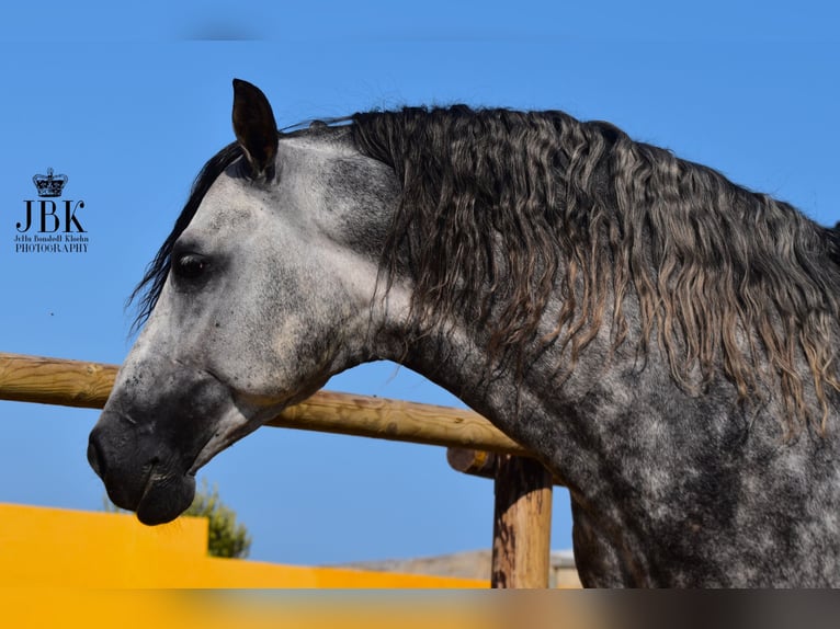 PRE Mix Hengst 5 Jaar 168 cm Appelschimmel in Tabernas Almeria