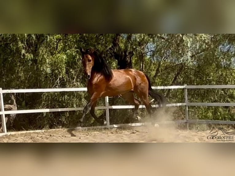 PRE Hengst 5 Jaar 168 cm Bruin in Barcelona