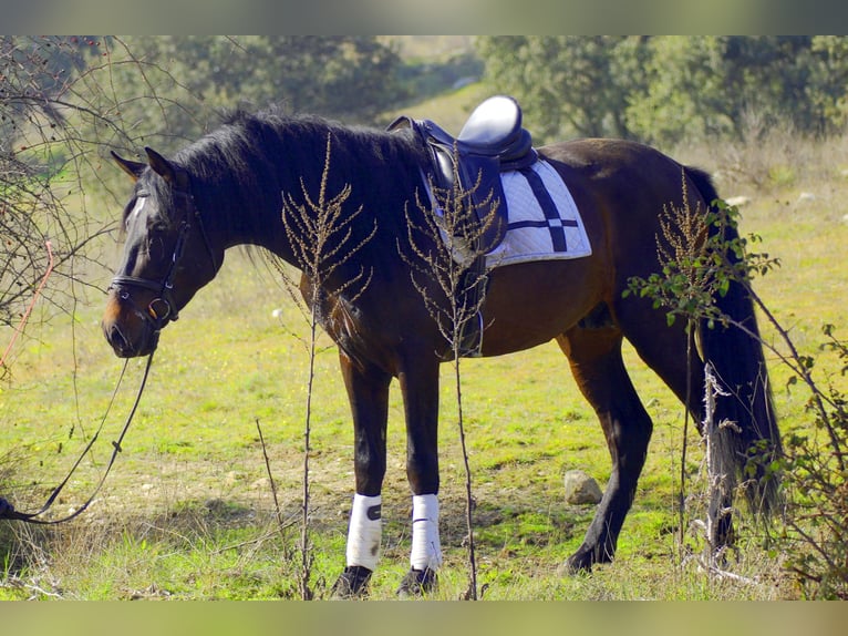 PRE Hengst 5 Jaar 168 cm Donkerbruin in Madrid