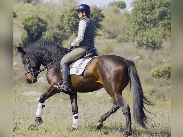 PRE Hengst 5 Jaar 168 cm Donkerbruin in Madrid