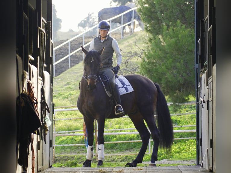 PRE Hengst 5 Jaar 168 cm Donkerbruin in Madrid