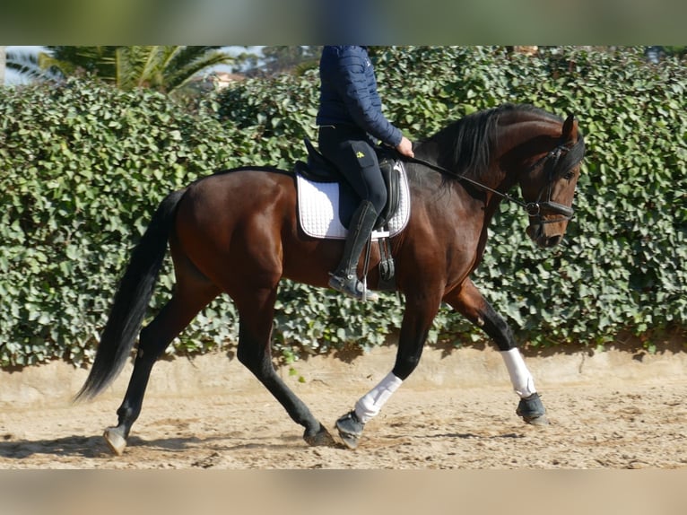 PRE Mix Hengst 5 Jaar 168 cm Donkerbruin in Granollers